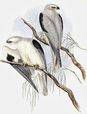 Elanio australiano Elanus axillaris