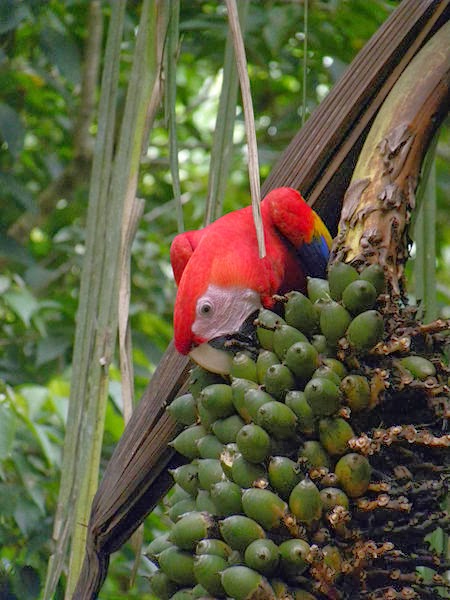 Scarlet Macaw feed