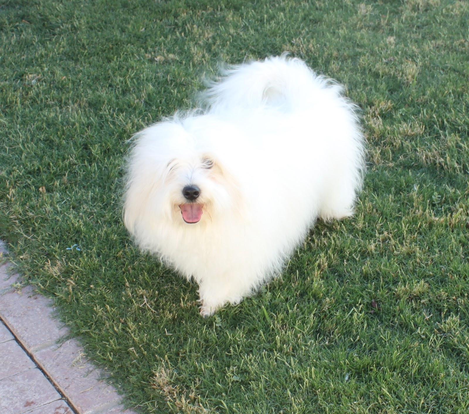 Coton de Tulear Breeders of Excellence/Coton de Tulear Puppies/Coton