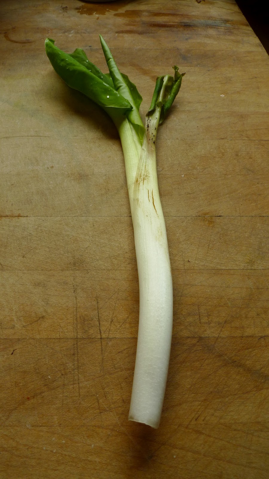 Wild Harvests Wild Cabbage