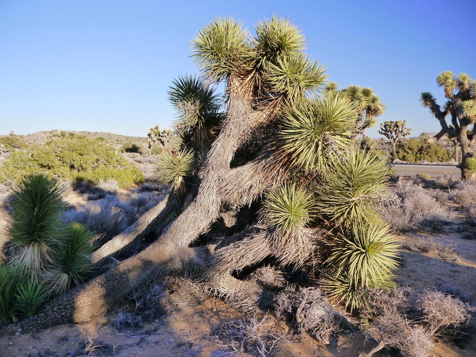 American Travel Journal Joshua Tree National Park Joshua Trees in Bloom