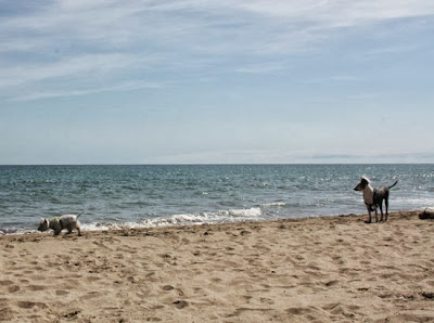 perros en la playa La Pletera