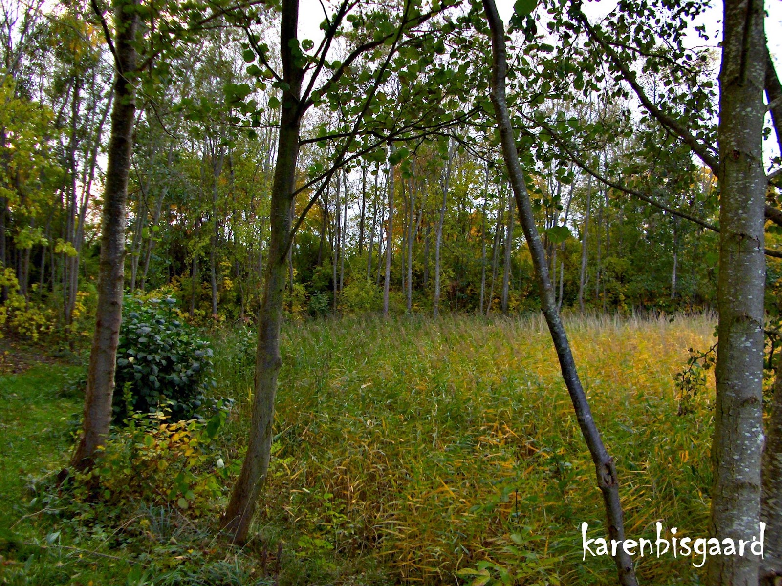 Karen`s Nature Photography Rushes and Trees at Village Green.