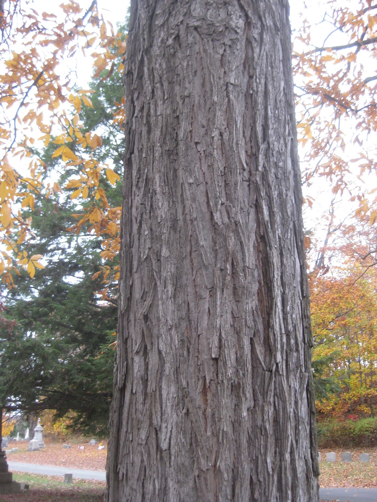 Trees Tree at Oakwood with compound leaves