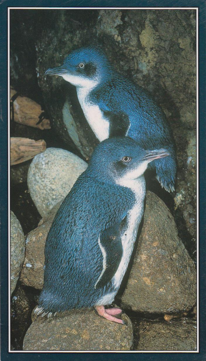 P o s t c r o s s i n g P l a n e t: Two Blue Penguins, New Zealand