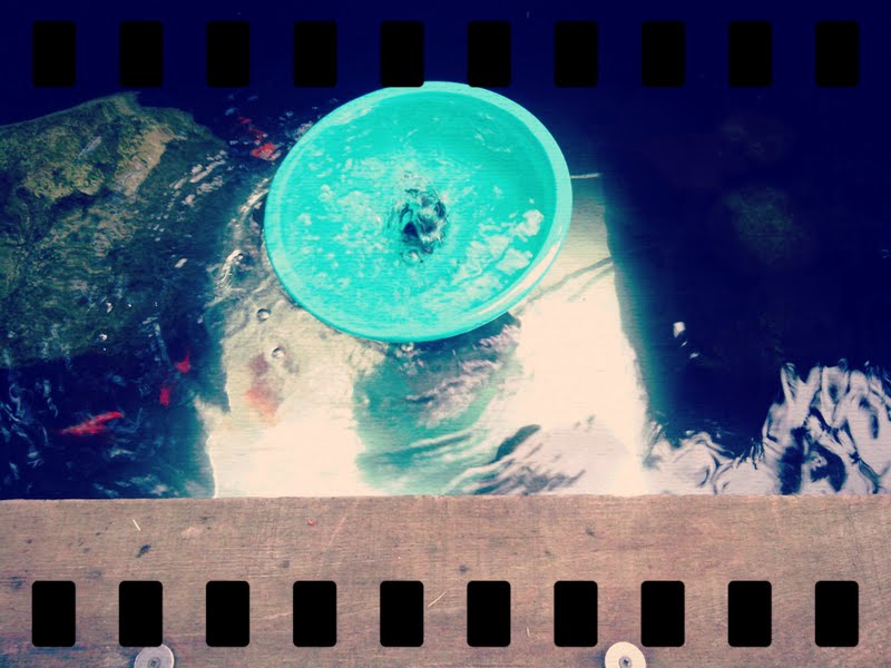above-ground-koi-pond-materials.jpg above-ground-koi-pond-materials.jpg