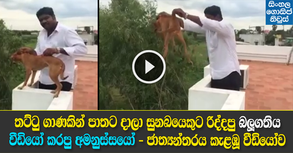 Man throws dog off building Man throws dog off building
