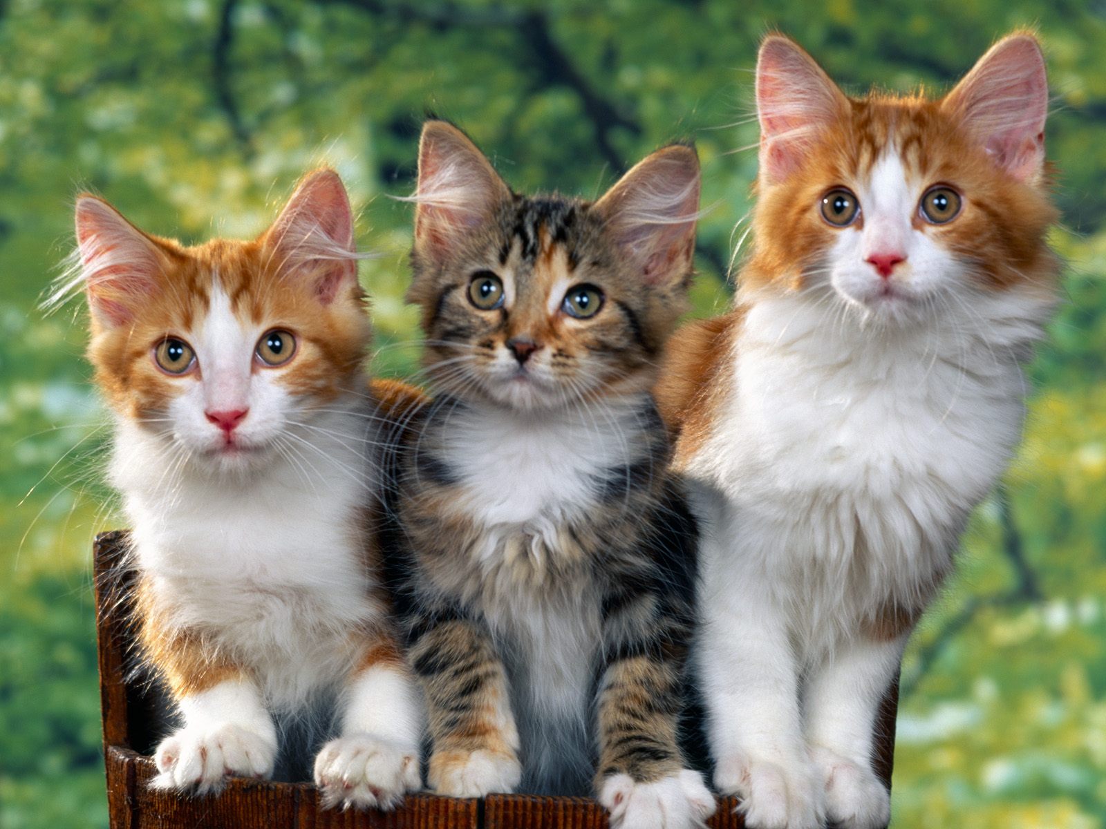 Foto Kucing  Lucu Gambar Kucing Imut  Manis