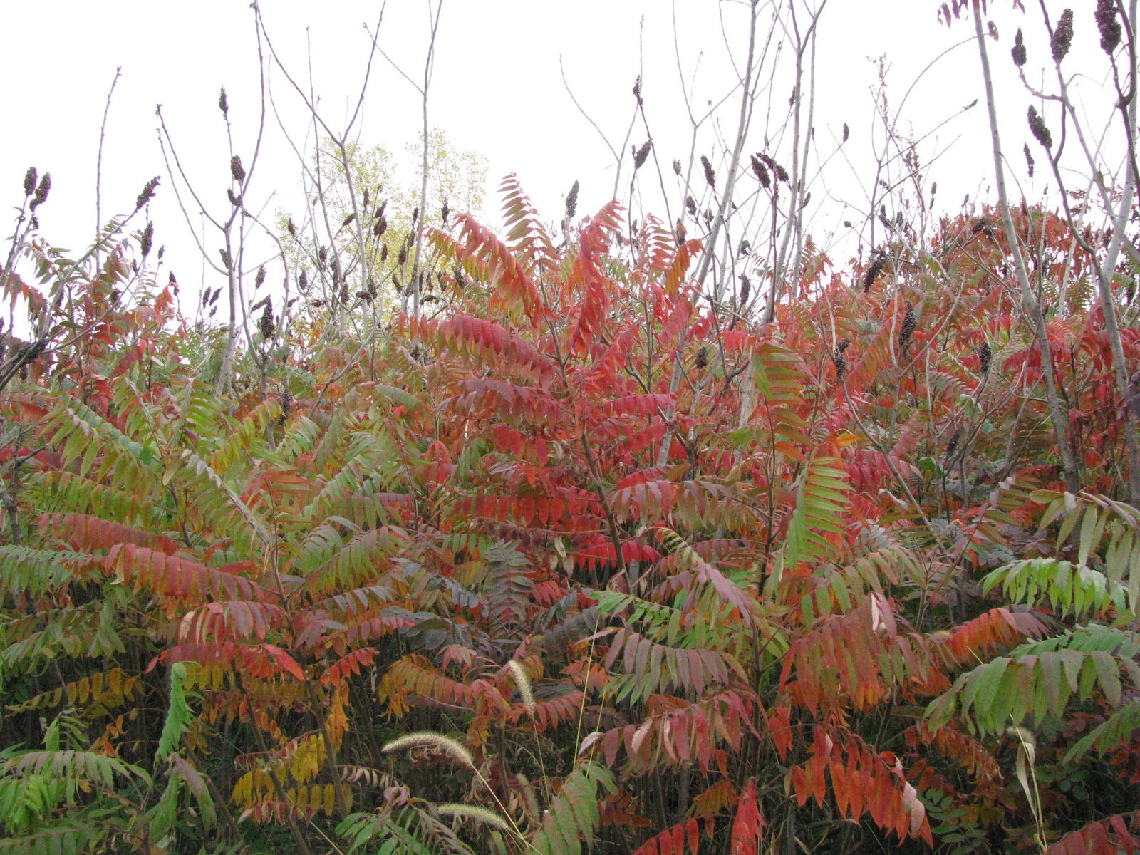 Spae Wyfe The Many Uses for Sumac