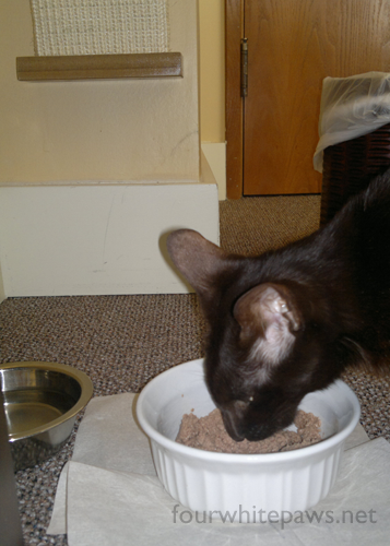 Cat Stops Eating And Peeing In Crate Cat Stops Eating And Peeing In Crate