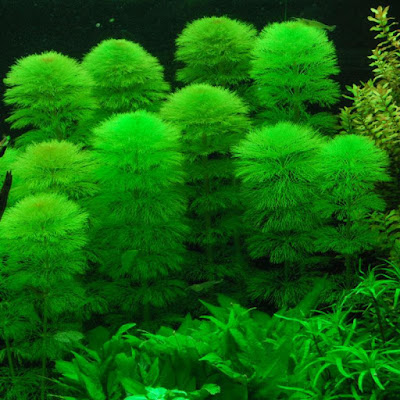 Cabomba Caroliniana Cabomba Caroliniana