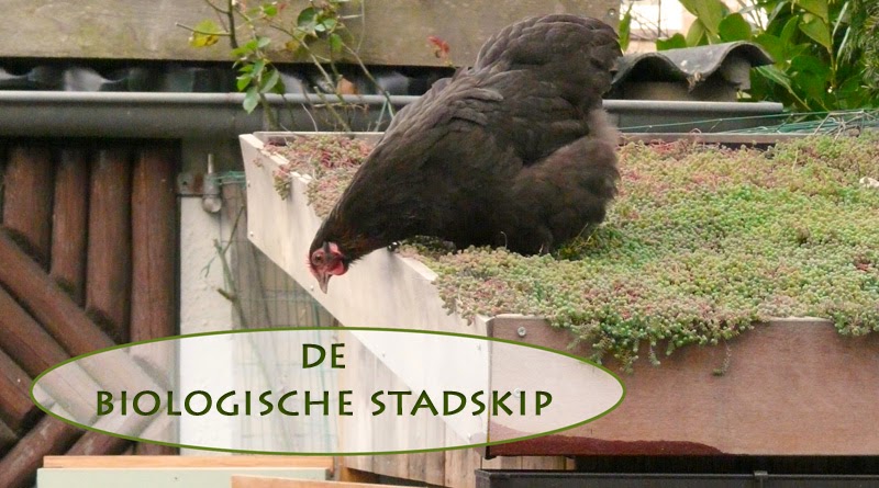 Soms Moet verkeer huis-tuin-en-keuken: C: Biologische kippen houden in de stad.