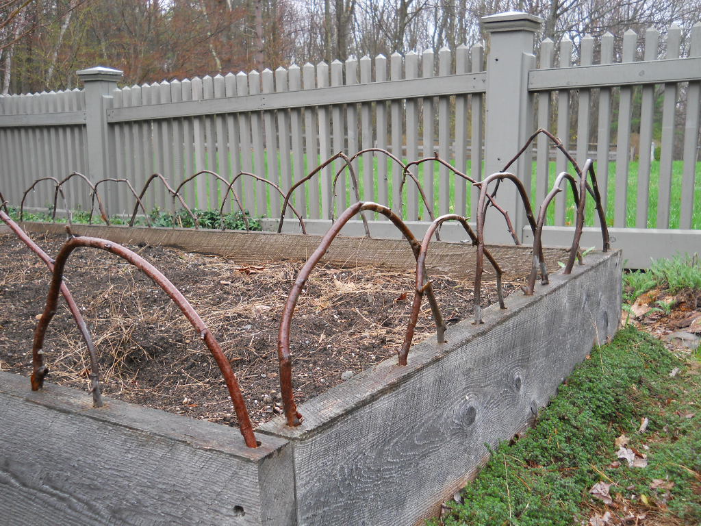 Anemone Times Juniper Hill Farm