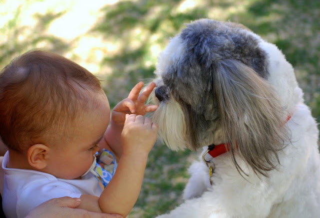 Os Shih tzu Fazem- nos sentir seguros