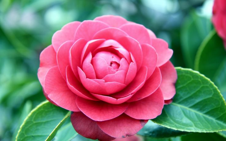 Camellia Flower Wallpaper Camellia Flower Wallpaper