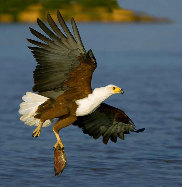 Ndaloe Oldschool 15 Facts Of The Deadly Animals