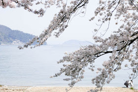海津大崎の桜