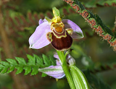 Orquídea flor de abeja (Ophrys apifera)