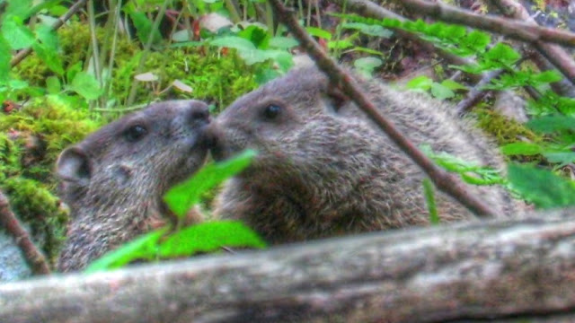 Groundhog Couple's True Eskimo Kiss