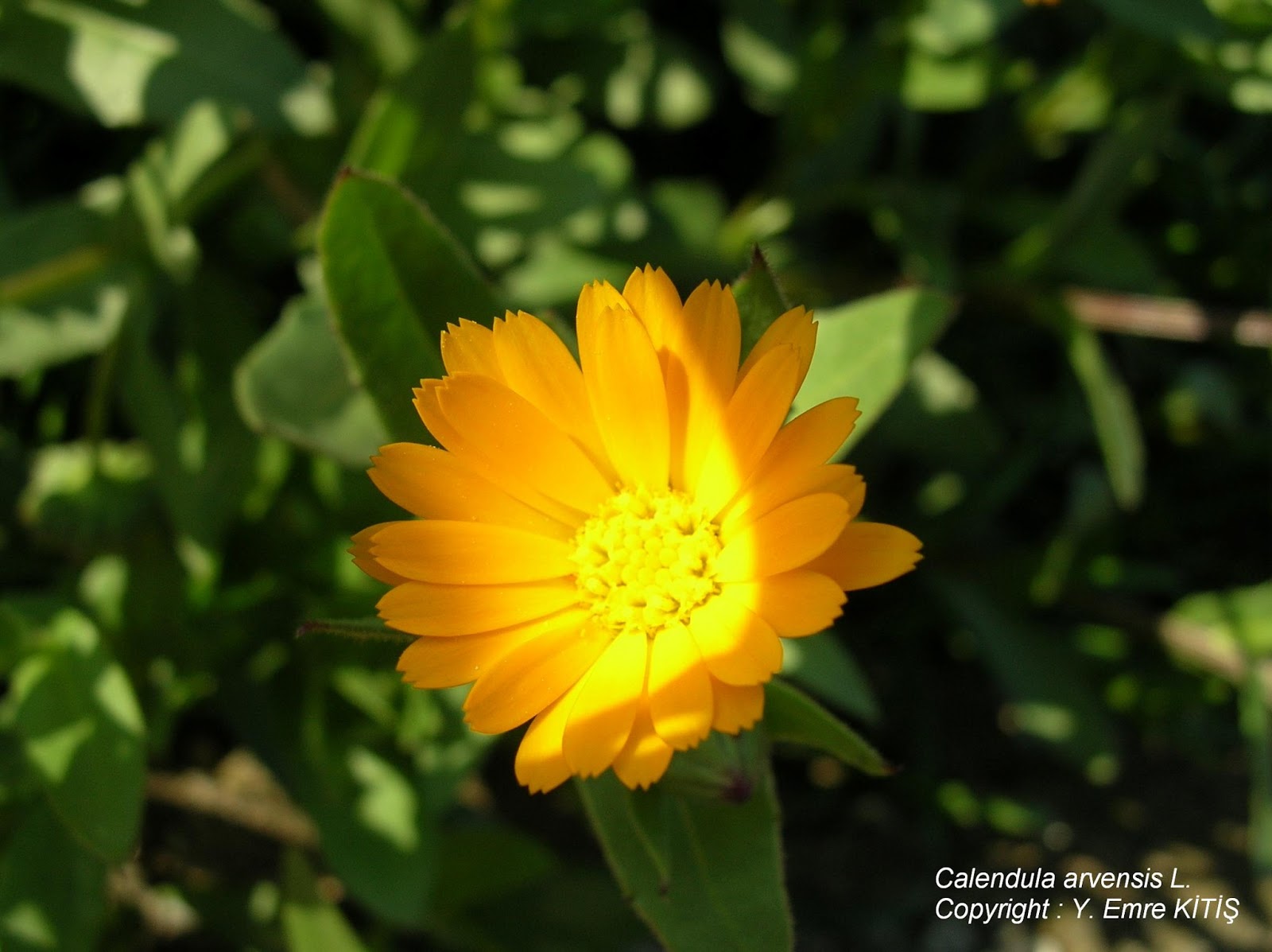 Yabancı Ot Calendula arvensis L.