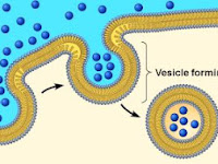 Endocytosis Diagram Endocytosis Diagram