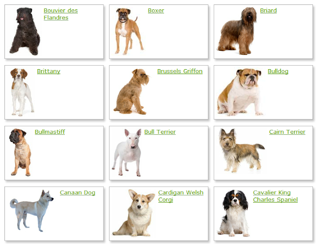 Dog Breeds alphabetical