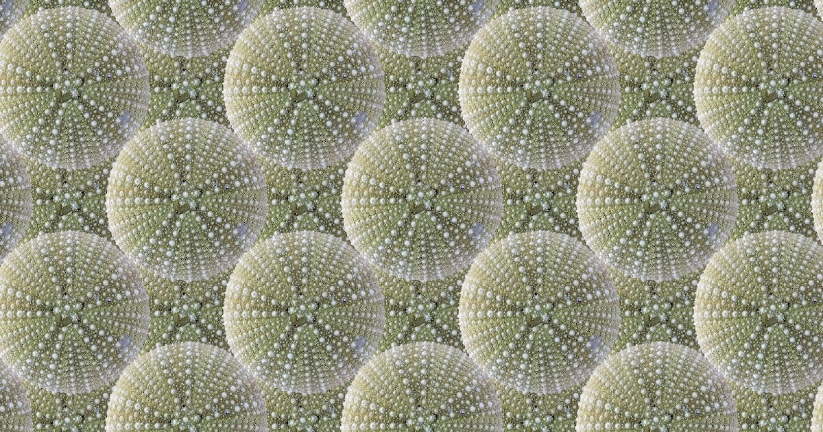 Zoë Design: Day 14 ~ WALLPAPER-A-DAY “Sea Urchin”