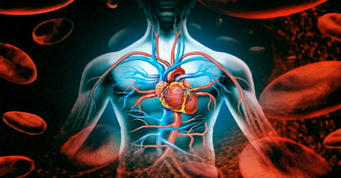 Jantung Hati Dan Darah Ipa Untuk Sd Bimbel St