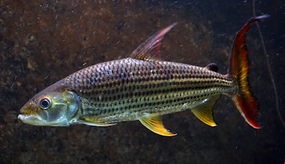 Bentuk Fisik Vittatus African Tiger Fish