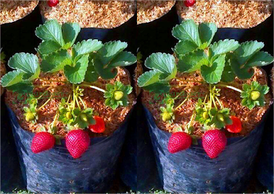 Cara Merawat Tanaman Strawberry di Pot - Milano Ruus