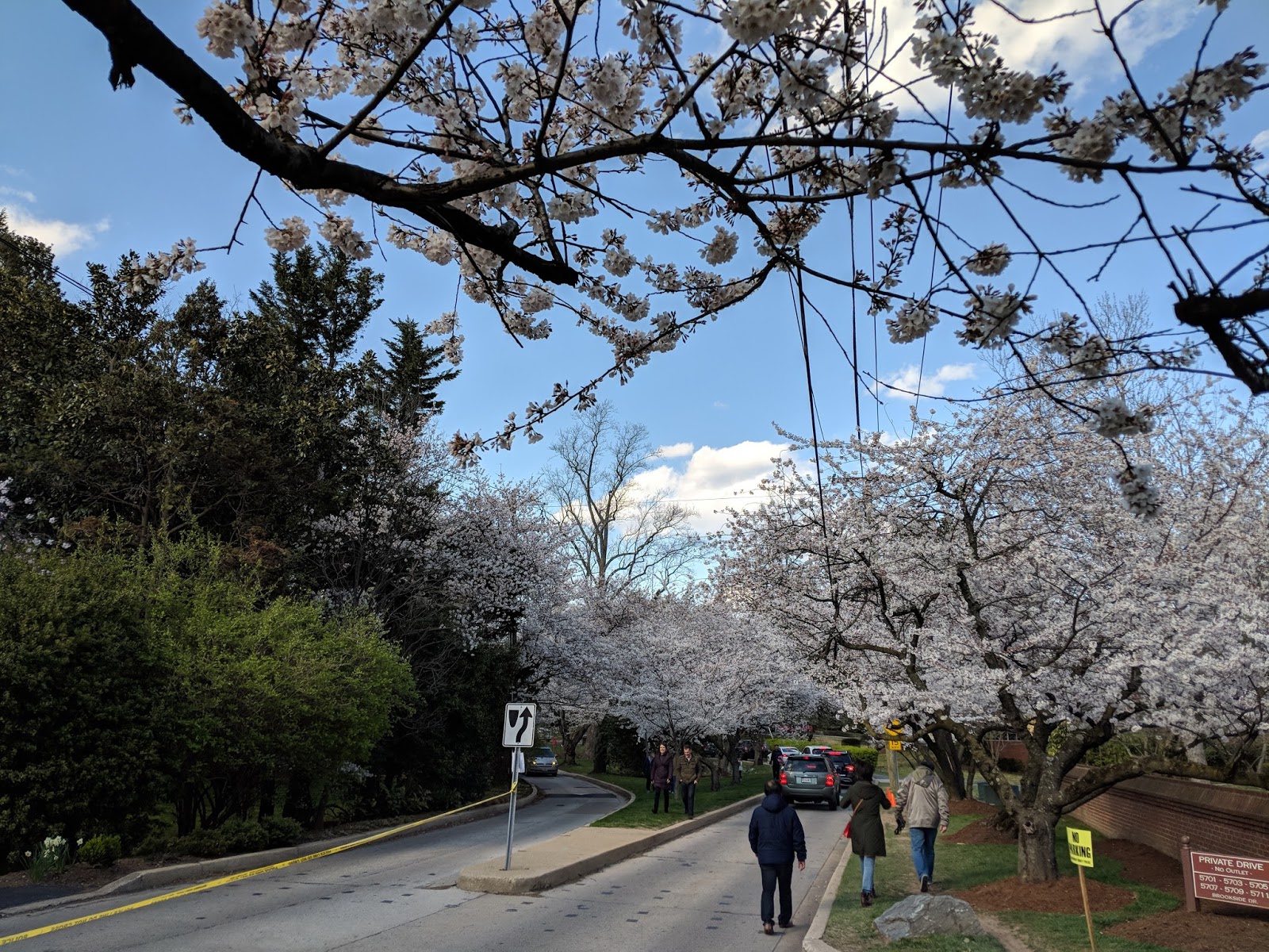 Robert Dyer Bethesda Row Kenwood cherry blossoms at their peak (Photos)