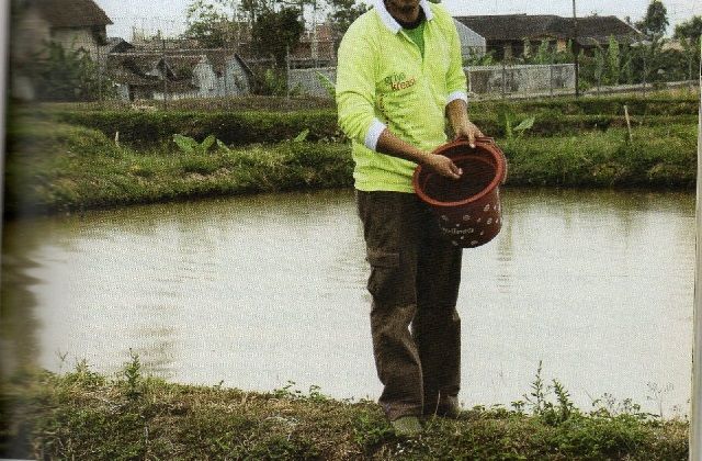 cara pemberian pakan ikan yang benar infoikan cara pemberian pakan ikan yang benar infoikan