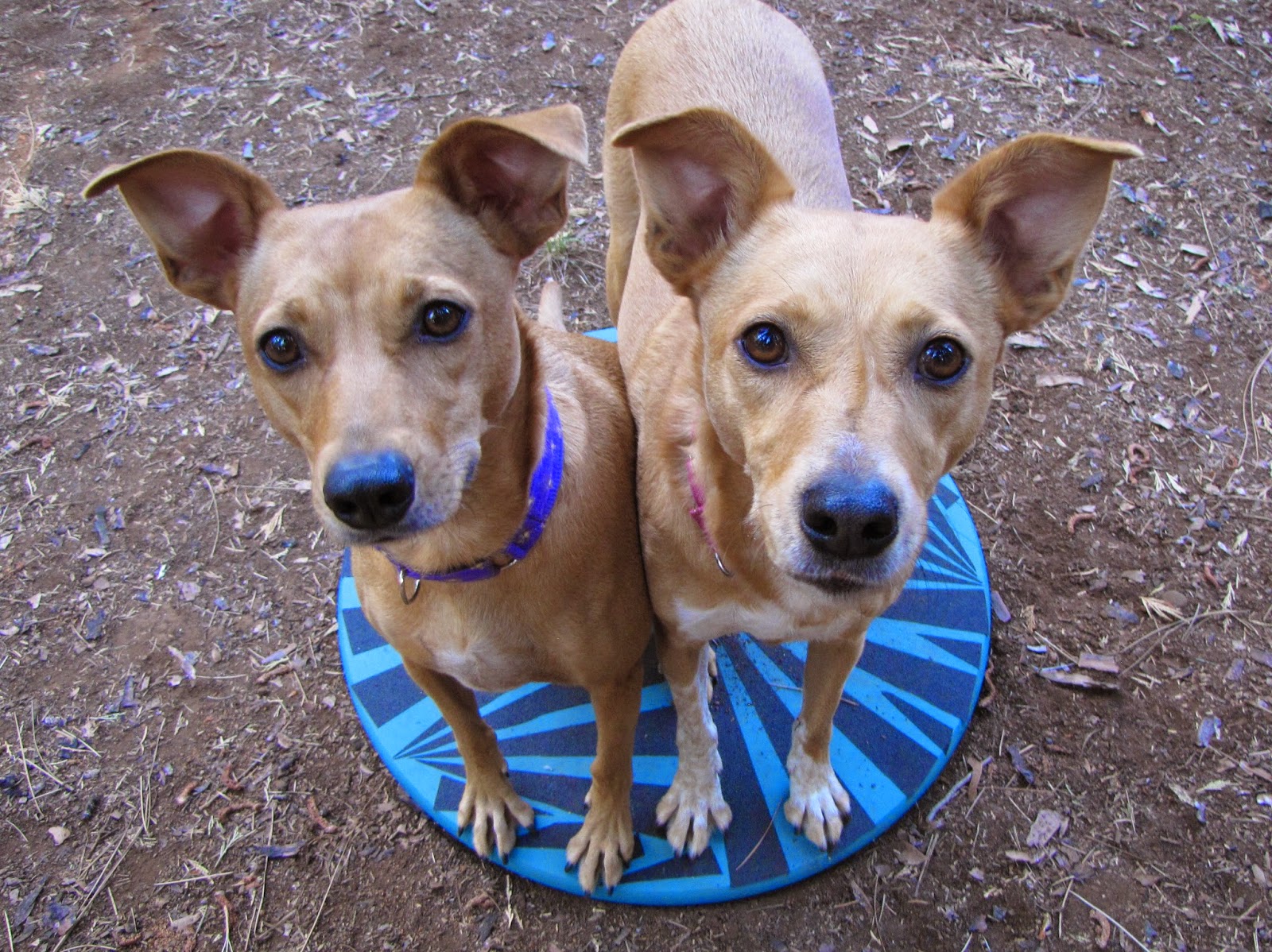 ZoePhee How to Make Wobble Board for Dogs!