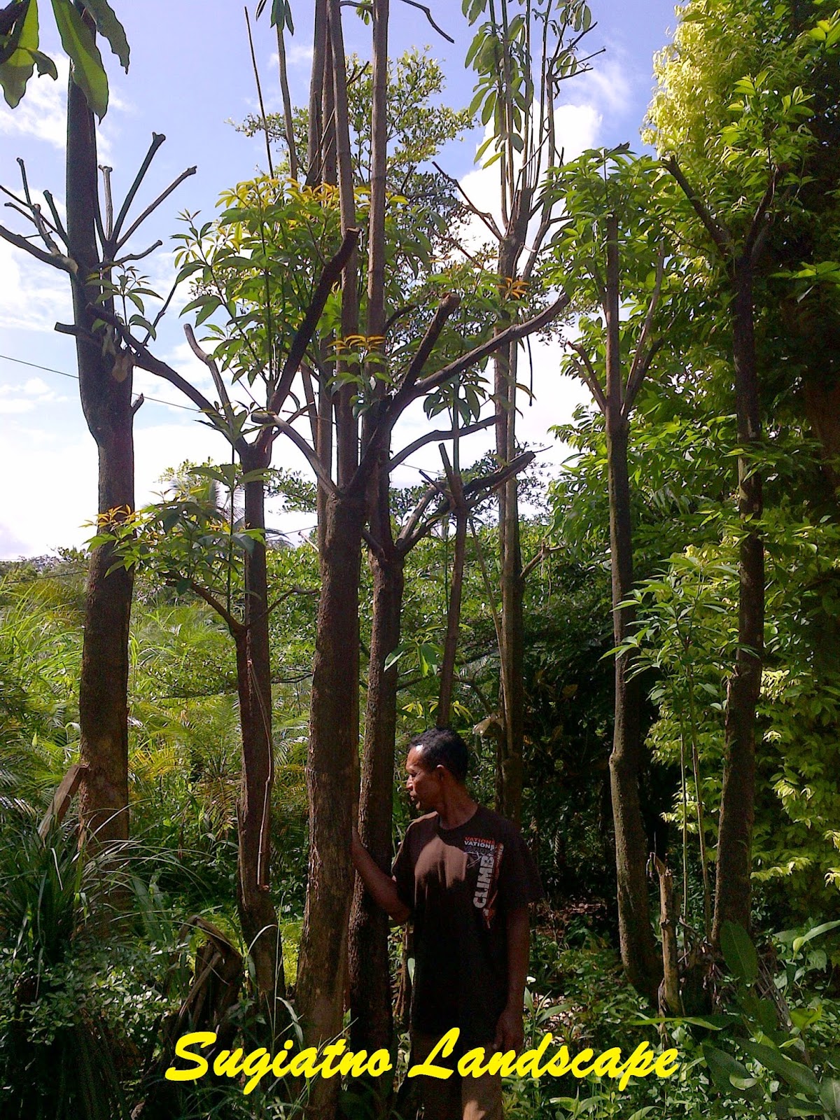 Pohon pule | Jual pohon pule murah | Tukang Taman