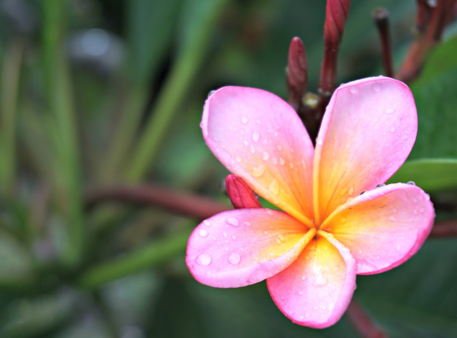 flower for new year 2016 emerald city erin new year 2016 bali the flowers flower for new year 2016 emerald city erin new year 2016 bali the flowers