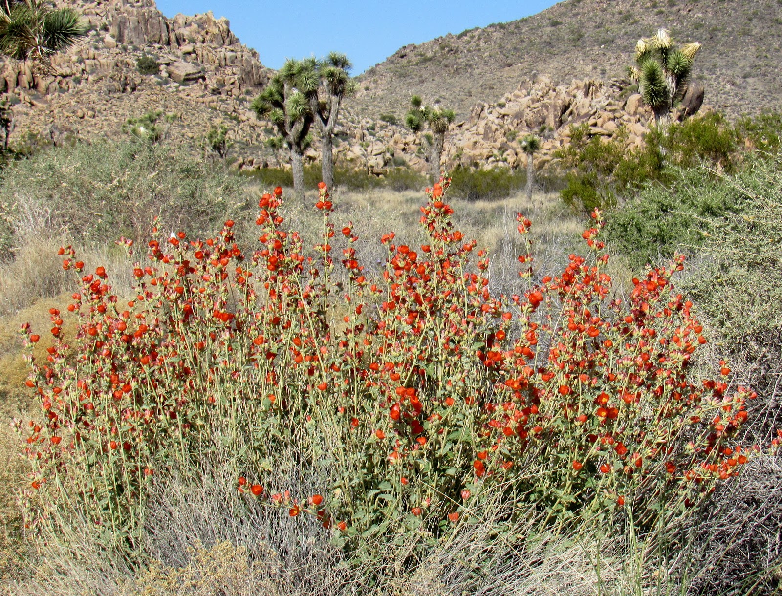 Plant Profile Apricot Globe Mallow (Sphaeralcea ambigua)