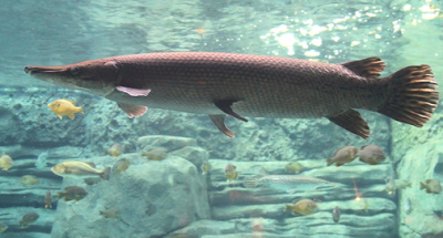 Kisaran Harga Ikan Aligator Tahun 2016 -2017 Kisaran Harga Ikan Aligator Gar Tahun 2016 -2017