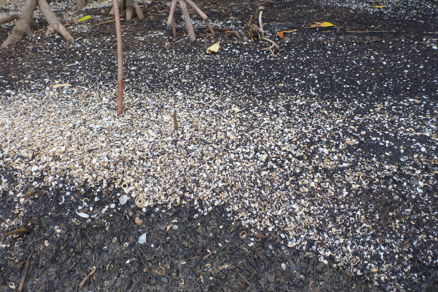 Mangrove leaf detritus and shell grit Mangrove leaf detritus and shell grit