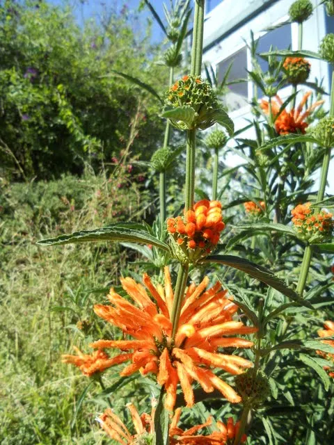 Orange Flowers that look like firecrackers