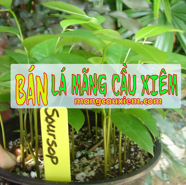 mang-cau-xiem%2B%252811%2529.jpg mang-cau-xiem%2B%252811%2529.jpg