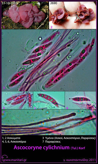 Ascοcοryne cylichnium (Tul.) Kοrf