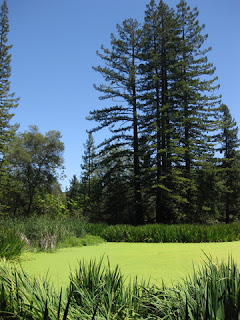 Algae-choked pond, Sanborn County Park, Saratoga, CA