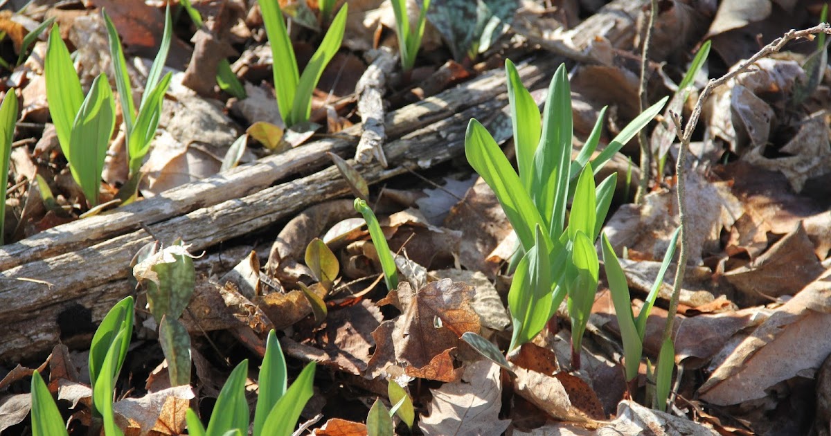 Isabella Conservation District Environmental Education Program Wild Leeks