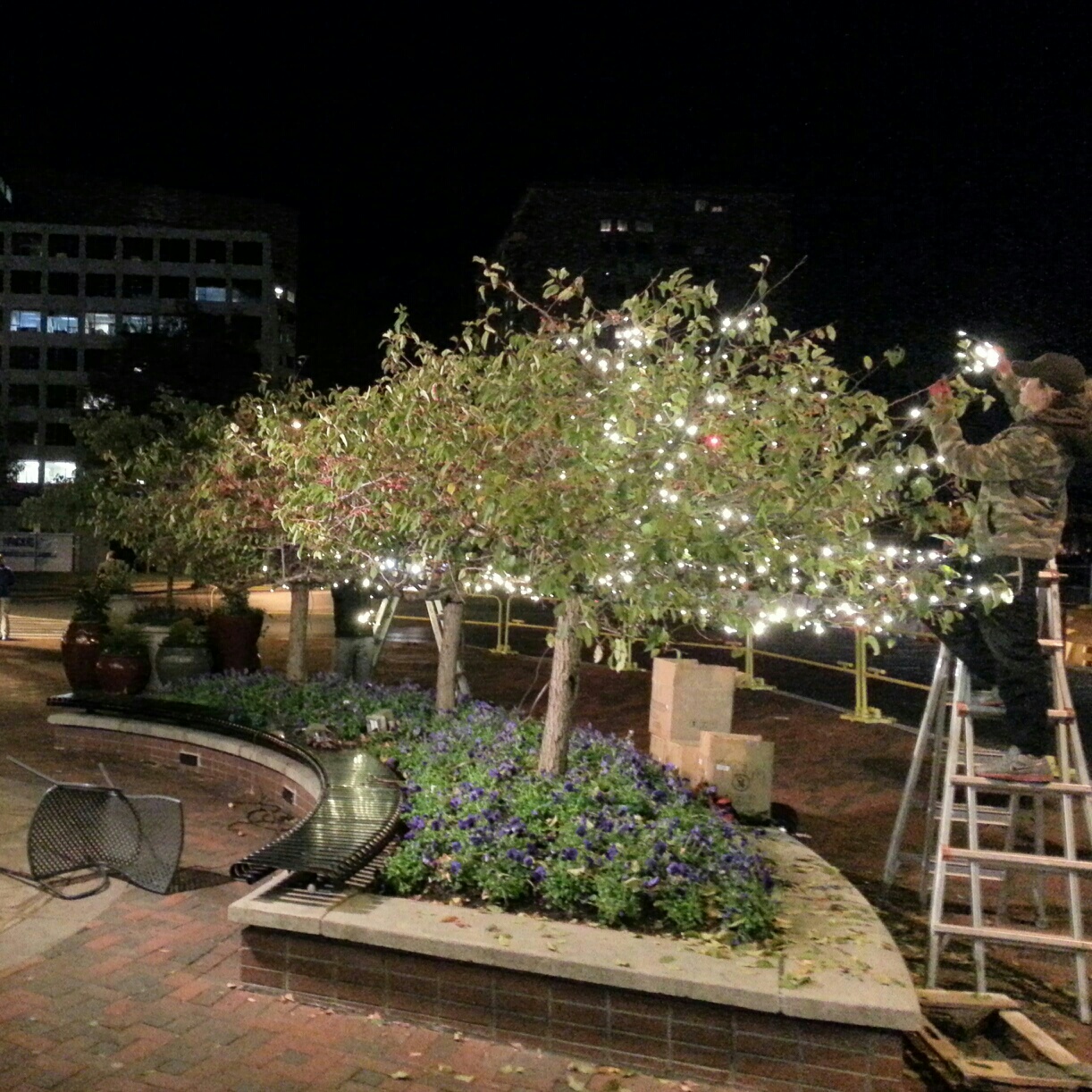 Robert Dyer Bethesda Row CHRISTMAS TREES ARRIVE AT BETHESDA ROW (PHOTOS)