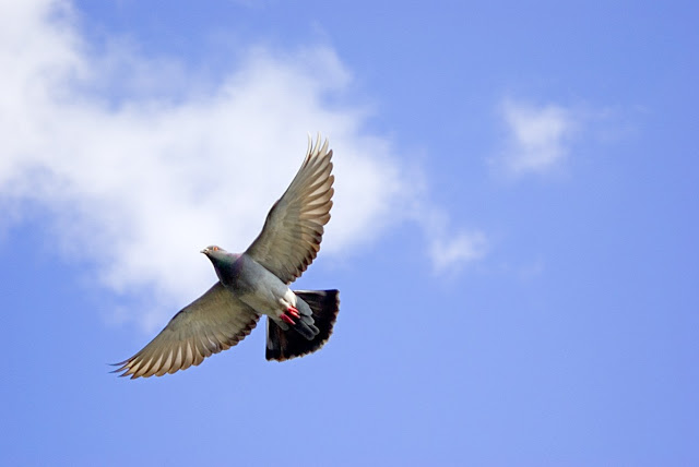 صور حمام