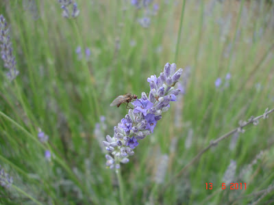 tantarii (masculii) se hranesc cu polen
