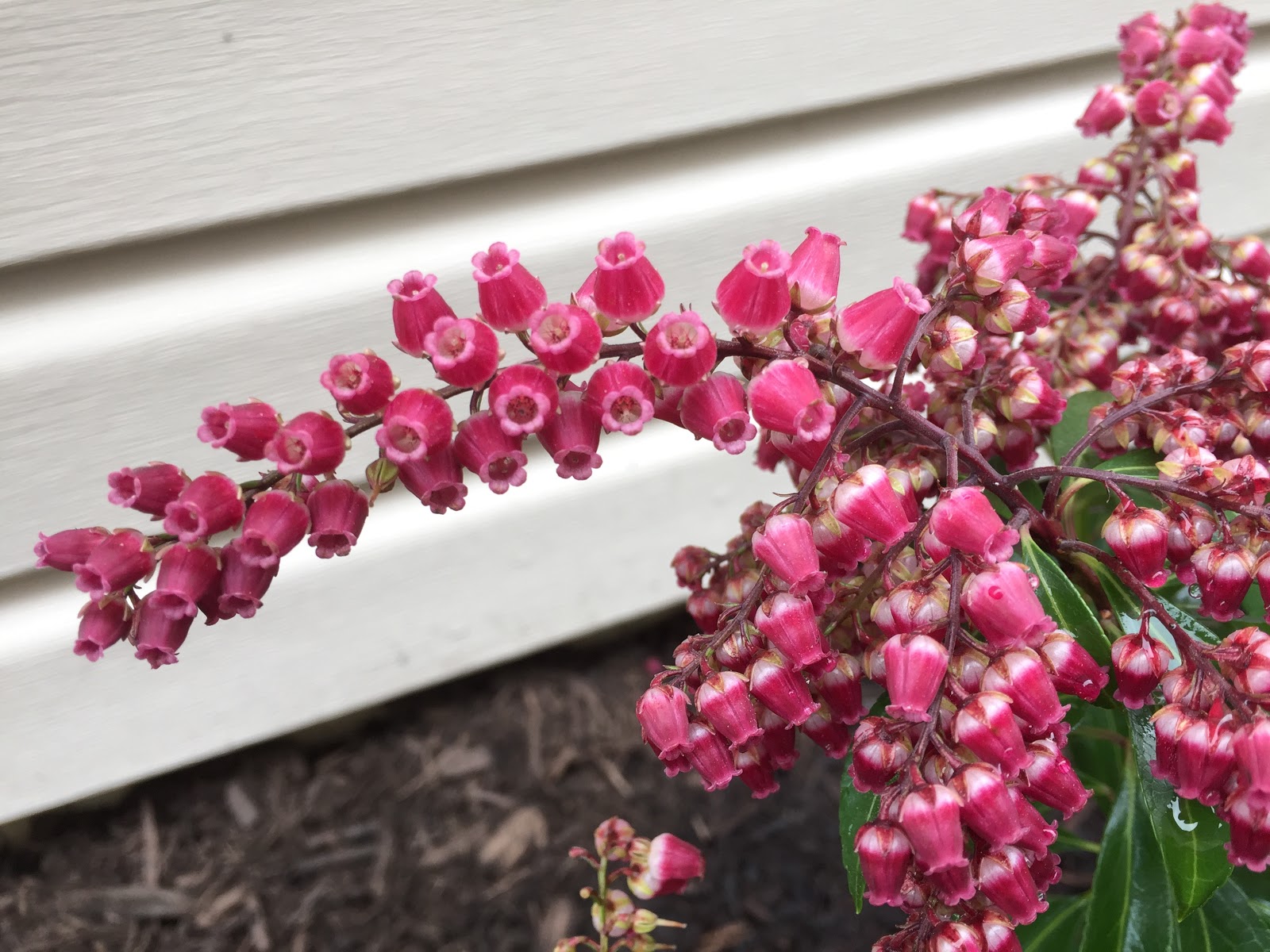 Notre Jardin Secret Pieris Japonica