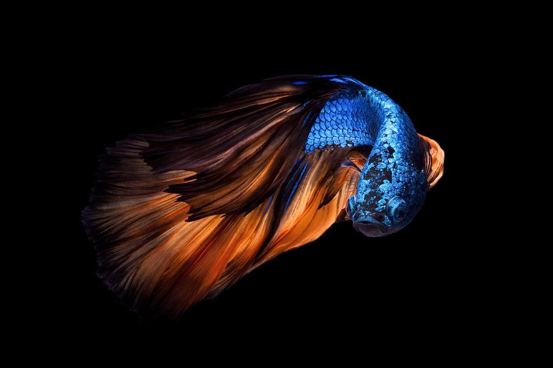 Betta Fish Wallpaper Ikan Cupang Hias Koi Plakat Fancy Giant Halfmoon