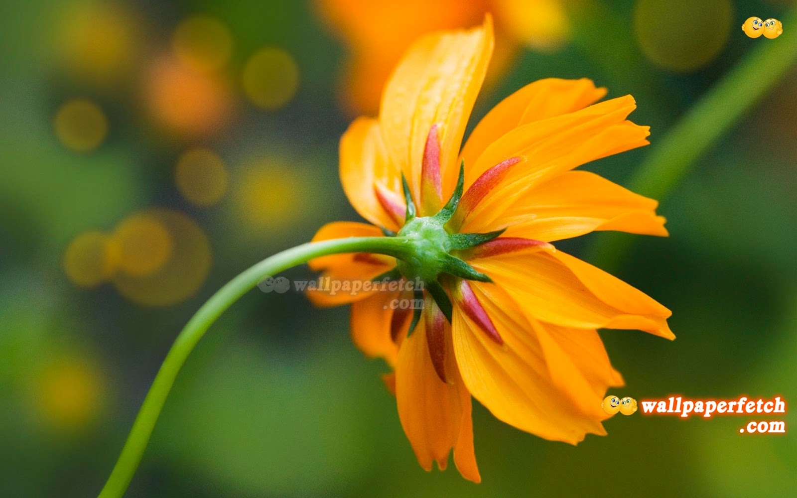 HD Flower Wallpapers 2012 - Hot Woman Wallpapers