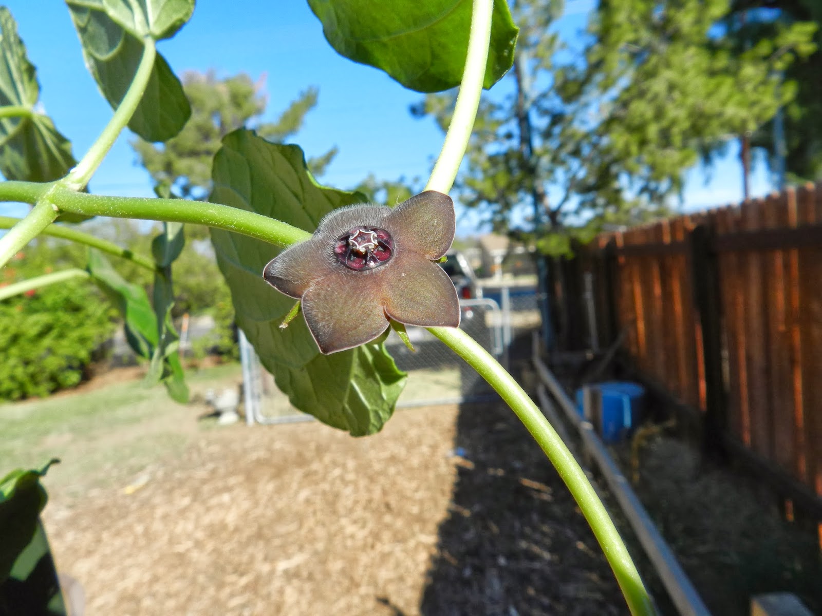 The Galloping Gardener: What's Blooming in My Yard